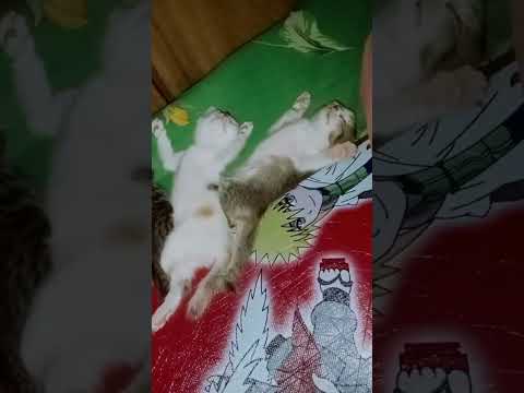 Miti, Besti, and Memories of Jarwok #cat #Spesialmiti #prettycat#funny #cute