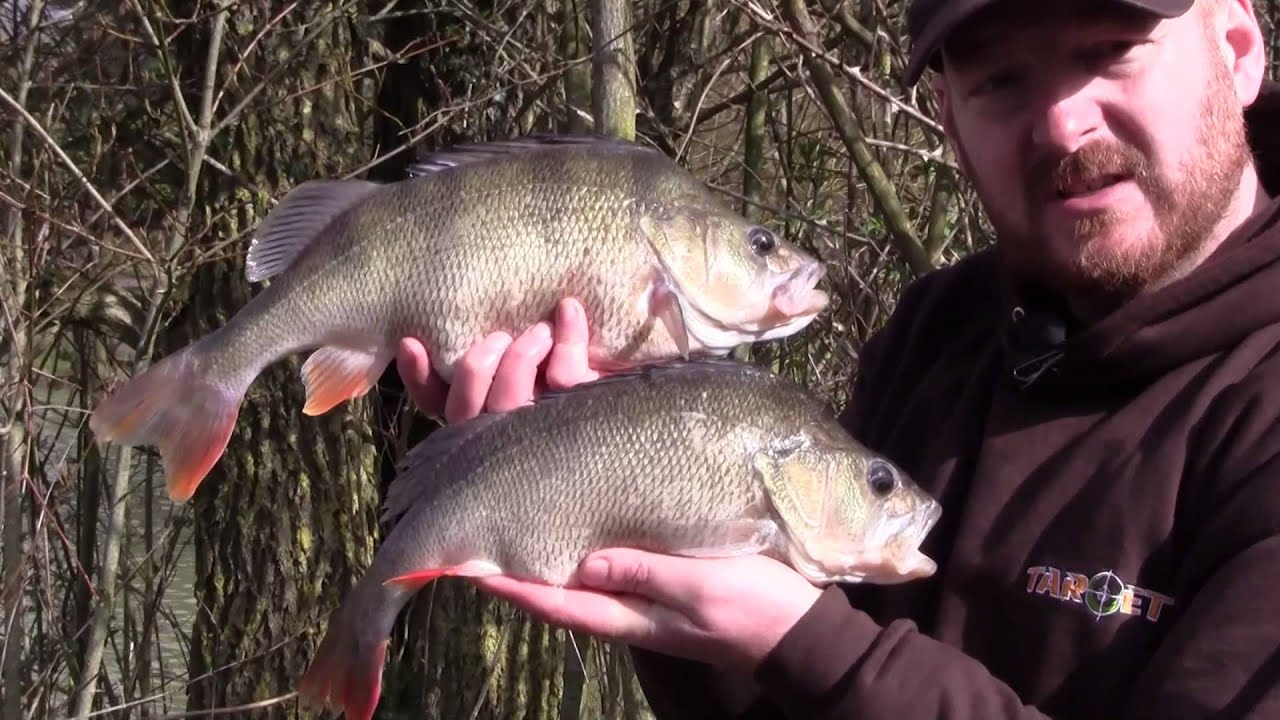 Gardner Tackle's Mike Lyddon with part of his Alderwood Perch Catch