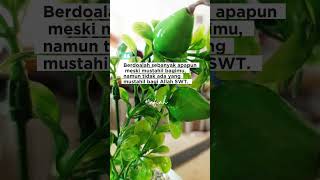 Download lagu tidak berbayar#shortsvideo #selfreminder #motivasidiri #curahanhati #quotes #storywa mp3