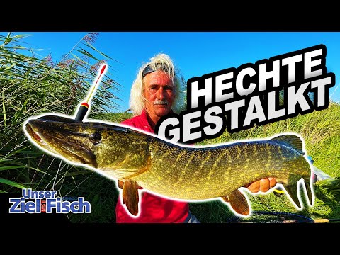 Actively fishing for pike with live bait - stalking with Jörg Ovens - Our goal is fish - The fish...