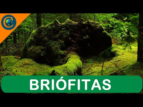 BOTÂNICA - PLANTA BRIÓFITA