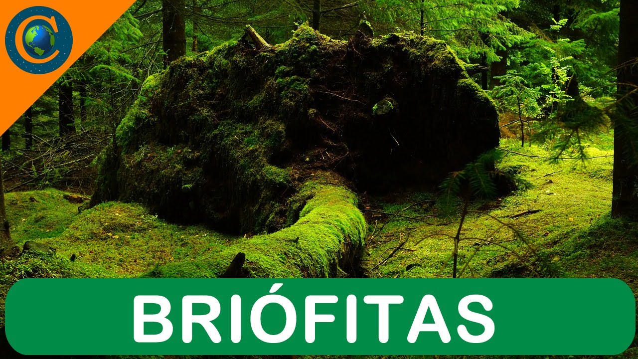 BOTÂNICA - PLANTA BRIÓFITA