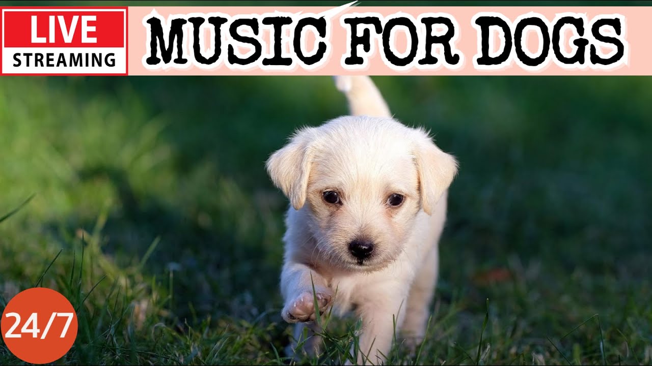 🔴[LIVE] Dog Music🎵Dog Calming Music🐶💖Dog Separation Anxiety Relief💖🦮Deep Sleep Music For Dogs🔴19