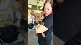 Video preview image #1 Mutt Puppy For Sale in Corona, CA, USA