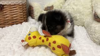 シェットランドシープドッグの動画01