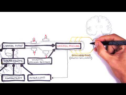 Regulation of Cardiac Output and Mean Arterial Pressure relationships.