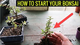 How to Make a Dwarf Jade Bonsai (Portulacaria Afra) PROJECT PART 1