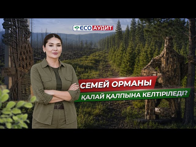 Семей орманы қалай қалпына келтіріледі?