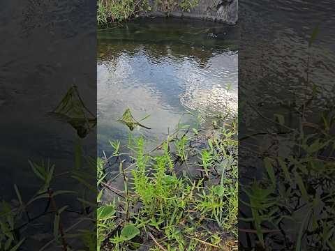 🌾 SÍTIO MORORO ÀS MARGENS DO RIO PARAÍBA – 165 HECTARES COM ÁGUA PERENE E POTENCIAL DE IRRIGAÇÃO 🌾