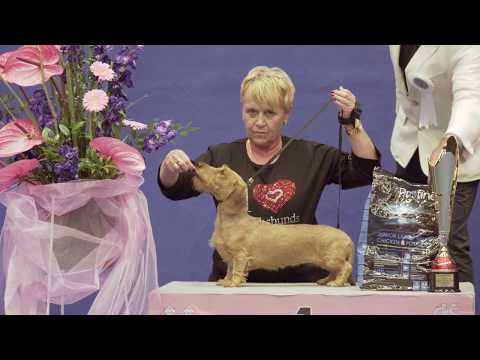 Národní výstava psů Klatovy 2017 sobota