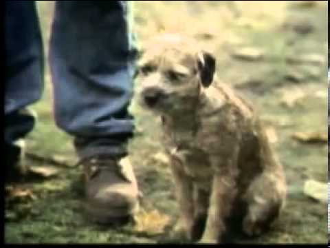 Funny budweiser dog commercials