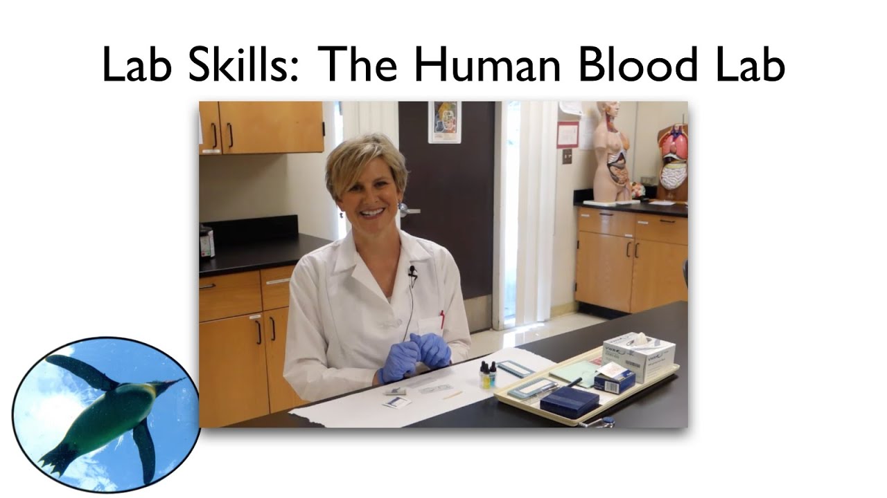 Lab Skills:  Human Blood Lab