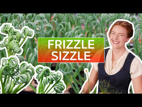 Albuca spiralis 'Frizzle Sizzle' - The Ultimate Guide