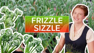 Albuca spiralis 'Frizzle Sizzle' - The Ultimate Guide