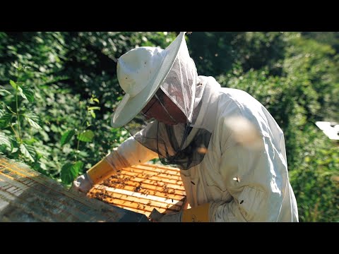 Das gelbe Gold des Wienerwaldes