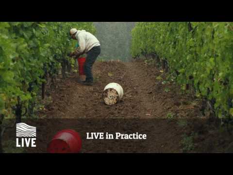 LIVE Wines Training for Tastemakers