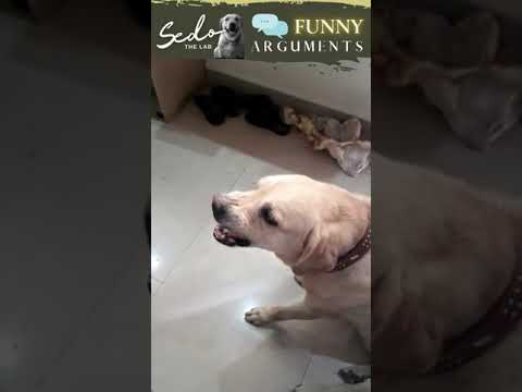 Funny Arguments by SEDO #shorts #funny #dog #video