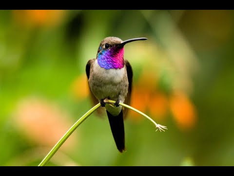 5 PASILLOS DE ORO - mix1  .