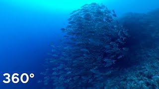 Dear Earth ‘more’ swim gameplay video by julia.dix@education.vic.gov.au, 1:54 duration
