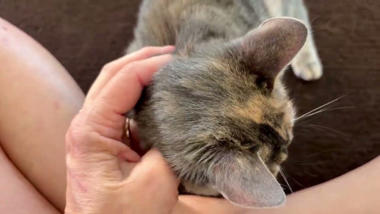 Enlarge Myka (Mishka) (TINY girl), a Adoptable Dilute Tortoiseshell in Brewster,, NY video 6/6