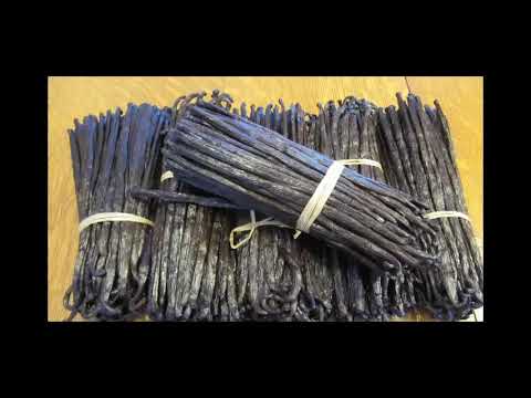 download lagu mp3 mp4 Madagascar Bourbon Vanilla Beans Wholesale, download lagu Madagascar Bourbon Vanilla Beans Wholesale gratis, unduh video klip Madagascar Bourbon Vanilla Beans Wholesale