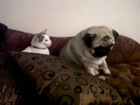 Pug and the Kitten