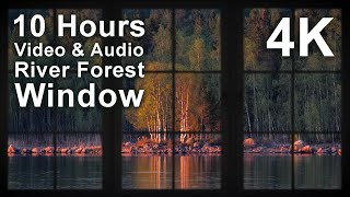 4K 10 hours - River Forest Window Birds - relaxing, gentle, calming, screensaver - long video