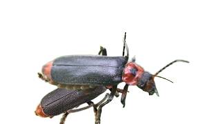 Soldier Beetle