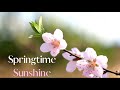 Springtime Sunshine (Performance Track)