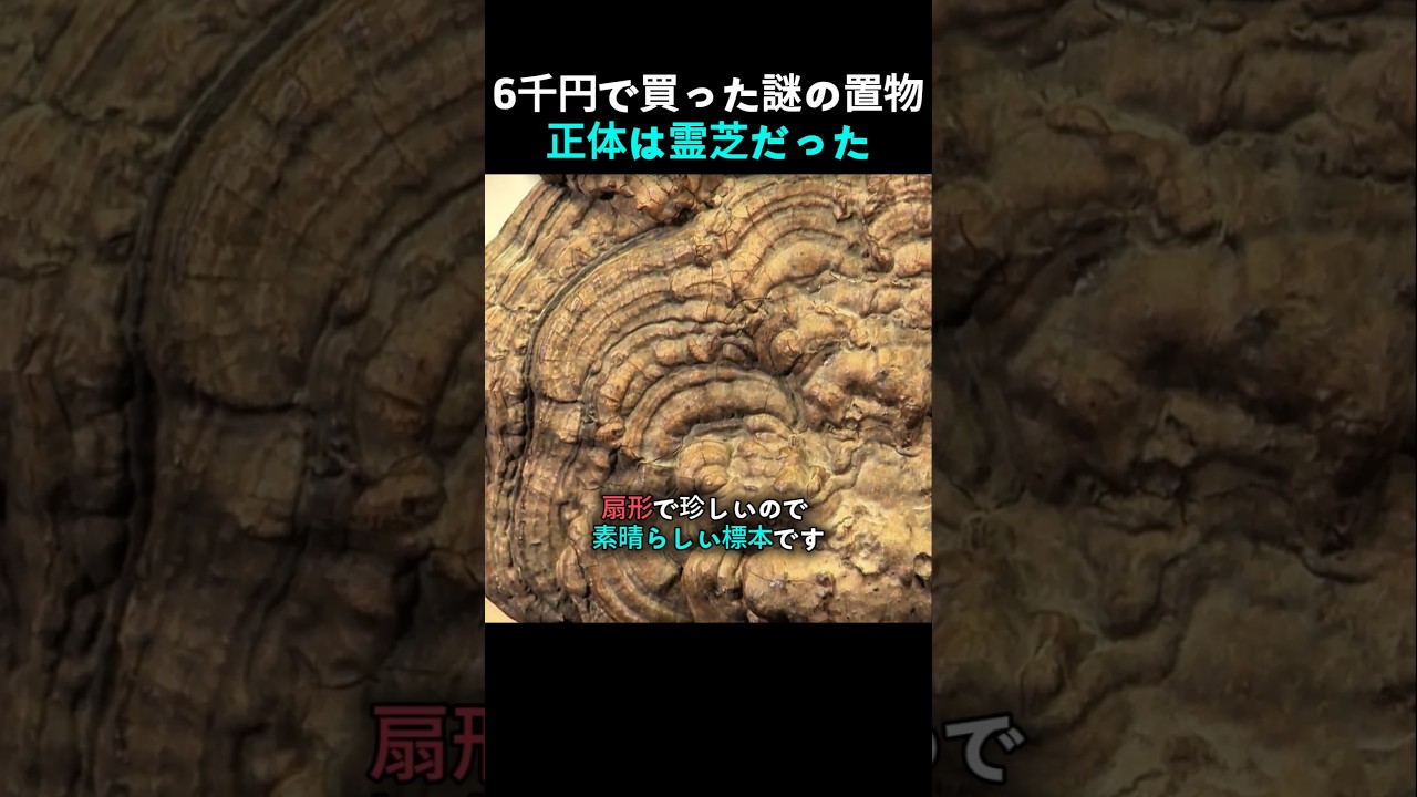 奇跡の発見！ゴミだと思った古い石が、実は超貴重な「霊芝」だった