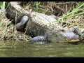 Victoria Spivey - the Alligator Pond Went Dry