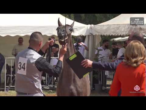 N 34 AS CHAHINE   Lebanese Arabian Horse Championship 2023   Yearling Colts Class 5