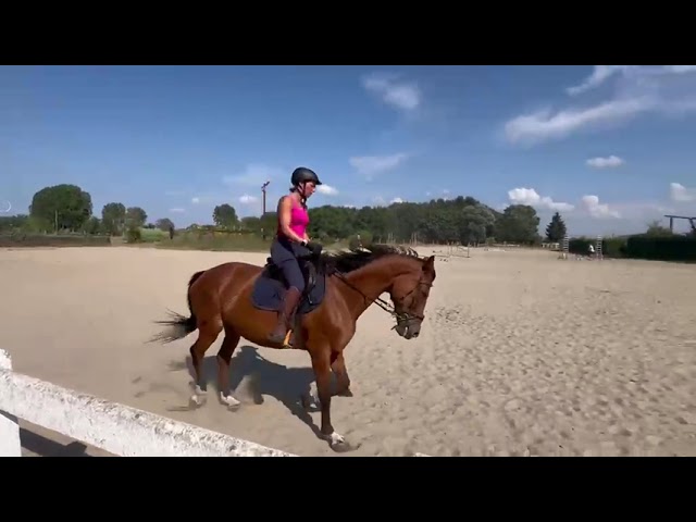 Tr&egrave;s jolie jument selle fran&ccedil;ais 14 ans 