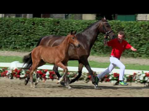 107 Be my valentine Stute v. Benicio - Royal Hit