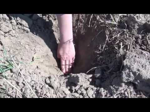 100. Feldexkursion: Boden tief lockern, Tiefenlockerer - NU Agrar, 01.08.2018