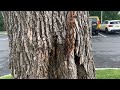 Carpenter Ants Have Taken Over the Tree in Rumson, NJ