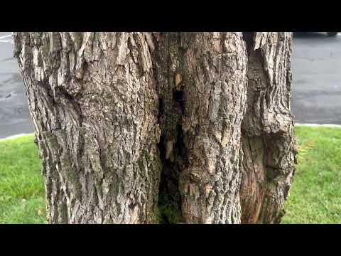 Carpenter Ants Have Taken Over the Tree in Rumson, NJ