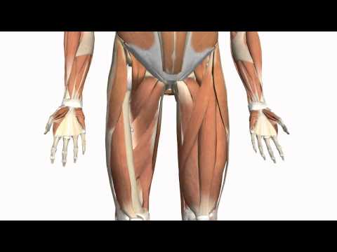 Muscles of the Thigh and Gluteal Region - Part 2 - Anatomy Tutorial