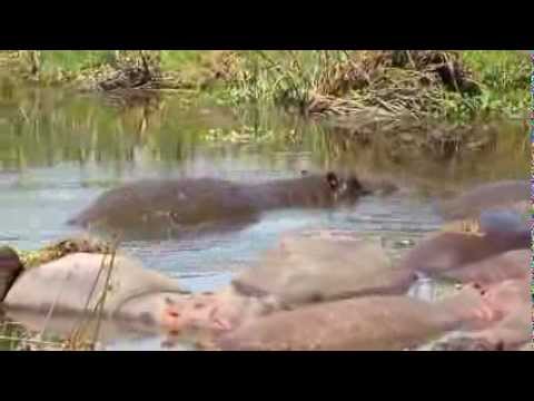 Hippo Doing a Barrel Roll