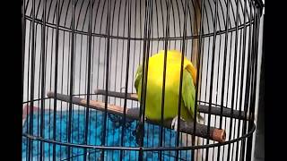 Download lagu GAYA UNIK SEBELUM NGEKEK LOVEBIRD  MANTUK-MANTUK mp3