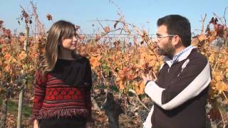 preview picture of video 'Vendimia Carmenere, viñedo Peumo, Chile central, 2012'