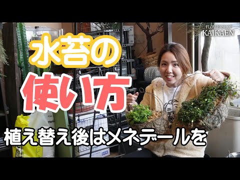 ミズゴケの育て方と目的は？なぜ持続可能な代替品を選ぶのでしょうか?  庭園