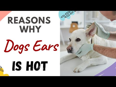 YouTube video about: Why is my dog's ears cold?