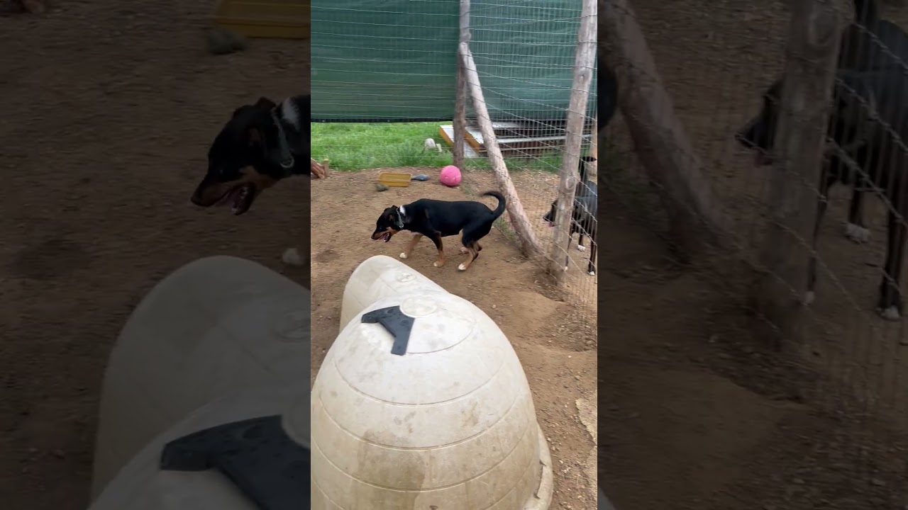 Enlarge Odis, an adopted mixed breed in Waukee, IA video 5/5