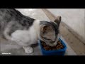 Grey Cat Hungry And Meow