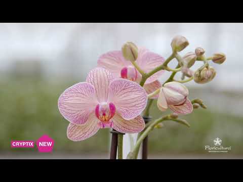 Floricultura NEW Phalaenopsis Eccentrix series