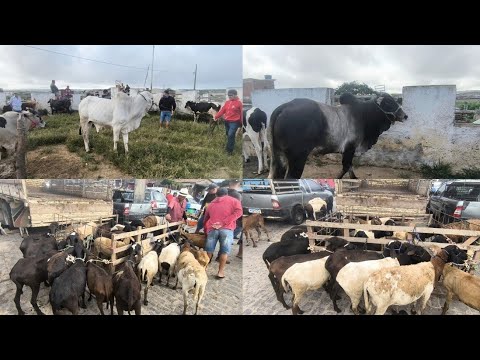 FEIRA DE ANIMAIS DE PUXINANÃ-PB 27/07/2026