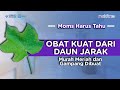 Obat Kuat Dari Daun Jarak Murah Meriah Dan Gampang Dibuat