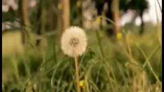 Dandelion by Lemming