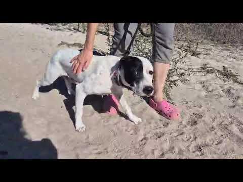 Vídeo de ORION